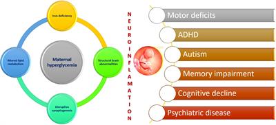 The impact of maternal diabetes on the future health and neurodevelopment of the offspring: a review of the evidence